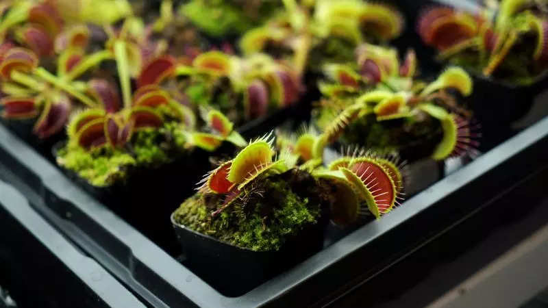 Researchers in Singapore control Venus Flytrap using smartphones