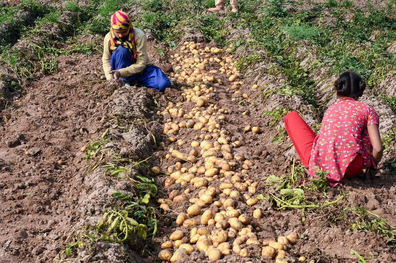 IIT Mandi develops AI based model for disease detection in potato crops using photos of leaves